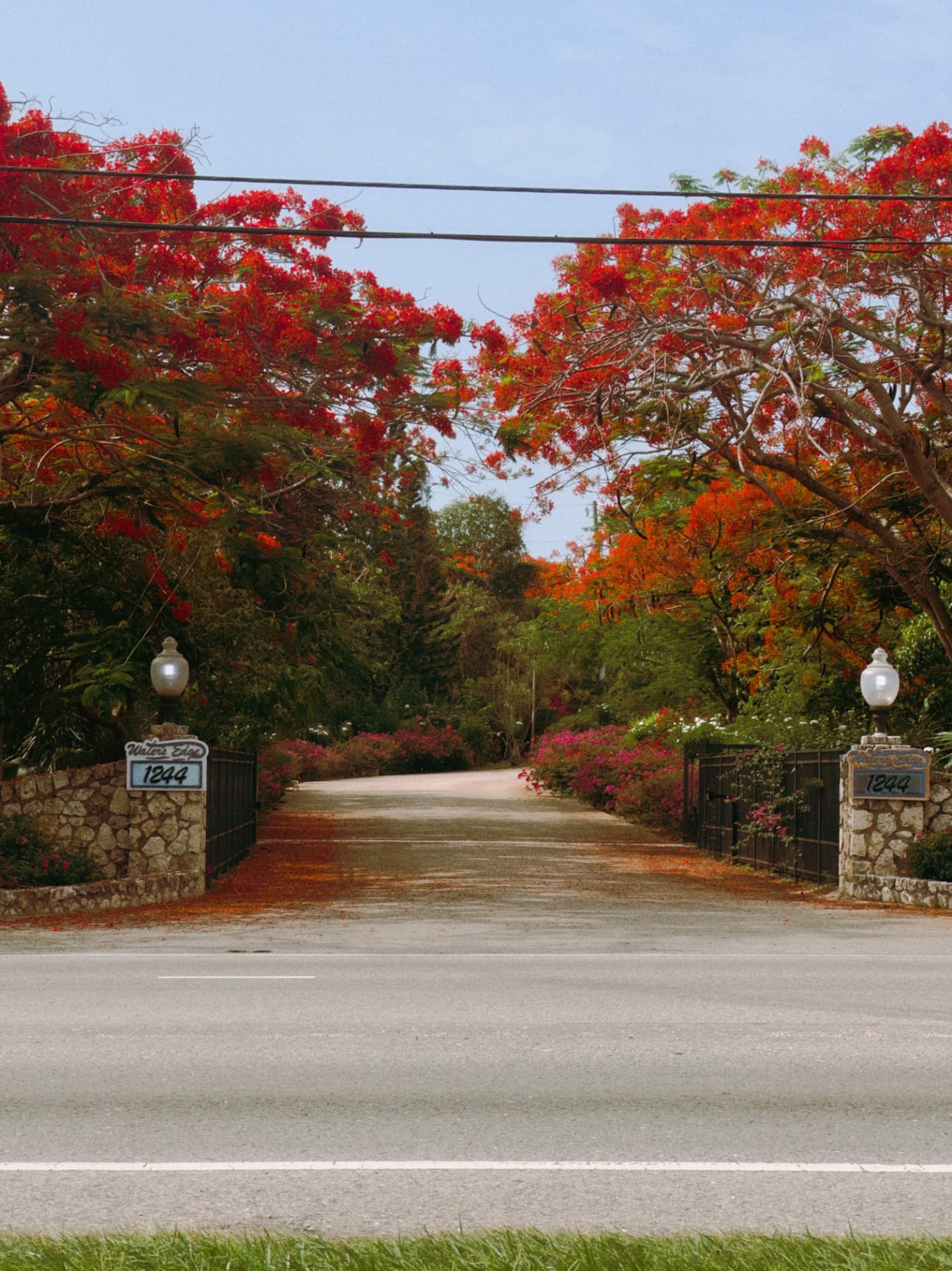 Sample challenge entry — a Royal Poinciana tree in bloom