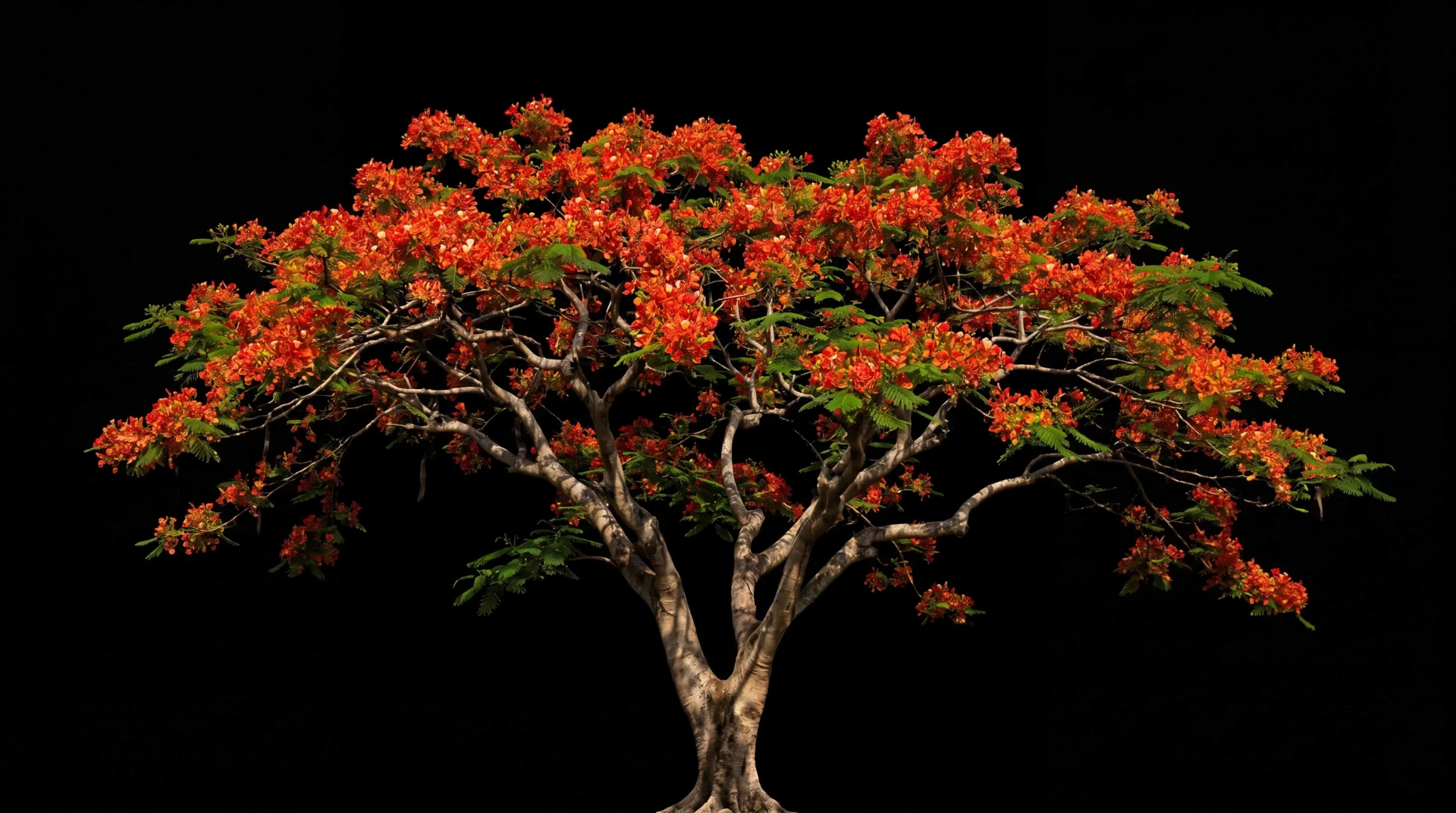 Royal poinciana tree in full bloom